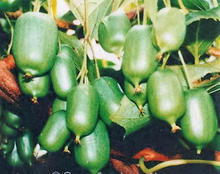 20 Variegated ARCTIC BEAUTY KIWI Fruit Edible Actinidia Kolomikta Vine Seeds