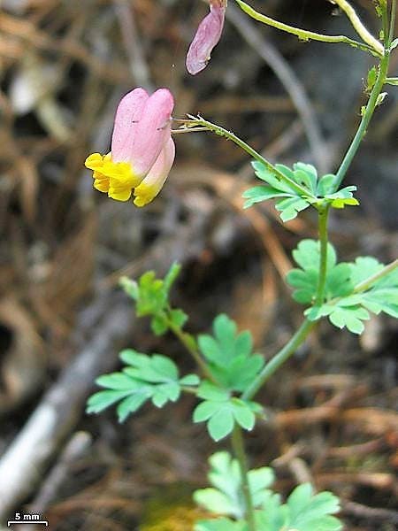 50 ROCK HARLEQUIN Pink & Yellow Corydalis Sempervirens Flower Seeds