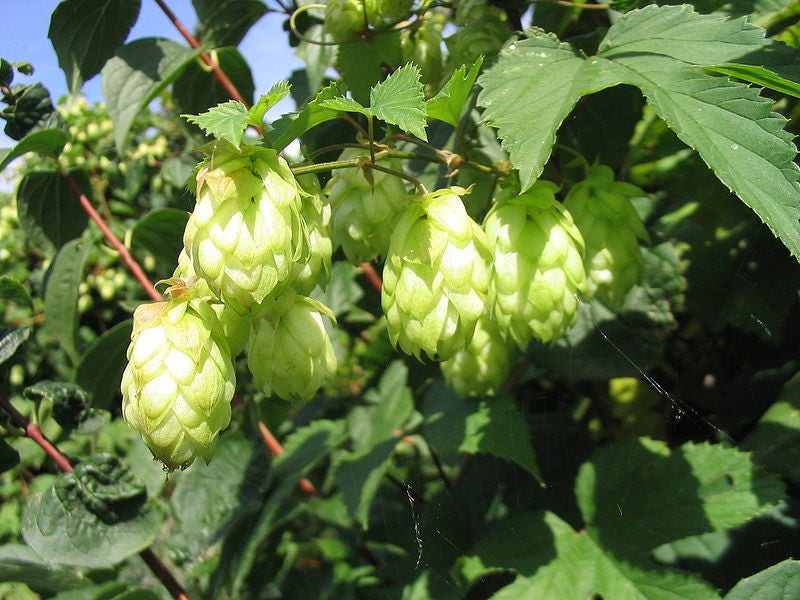 25 COMMON HOPS European Humulus Lupulus Vine Seeds Beer Making Ingredient Seeds
