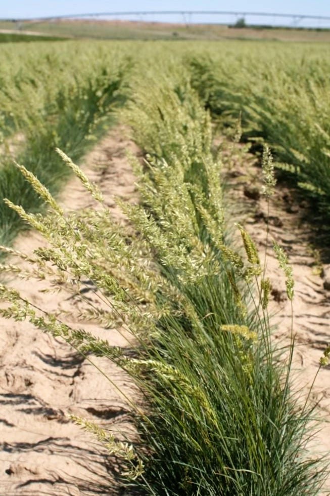 1500 PRAIRIE JUNEGRASS Koeleria Macrantha June Crested Hair Grass Flower Seeds