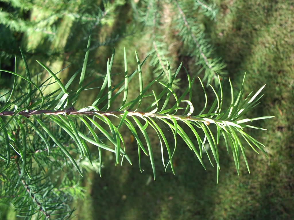 25 JAPANESE LARCH TREE Conifer Pine Cones Bonsai Larix Kaempferi Seeds