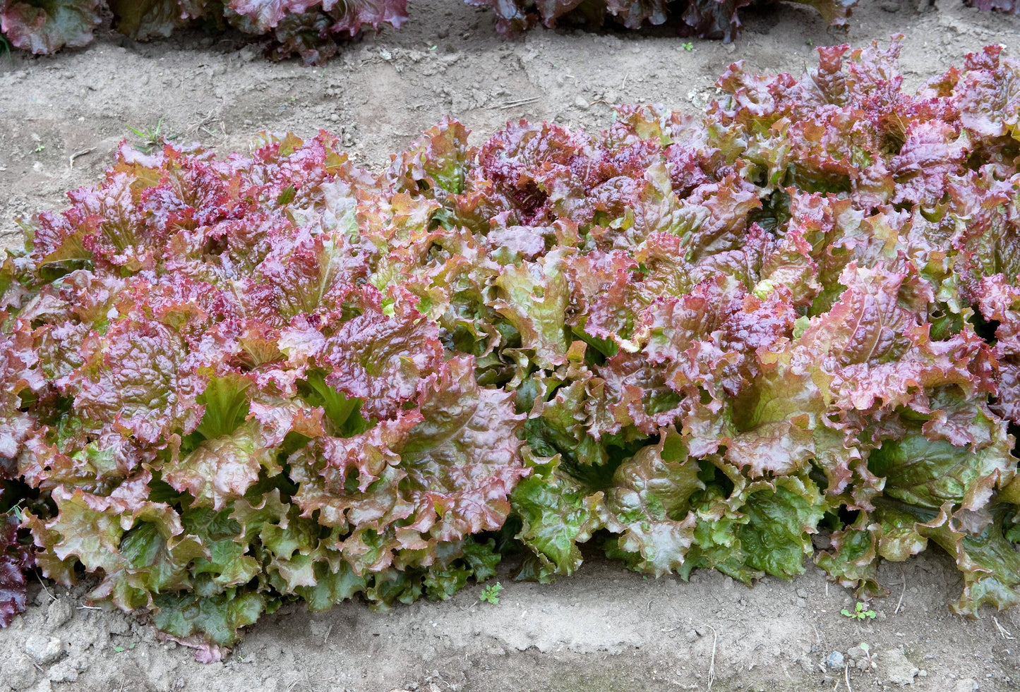 3000 RUBY LEAF LETTUCE Red Loose Leaf Heirloom Lactuca Sativa Vegetable Seeds