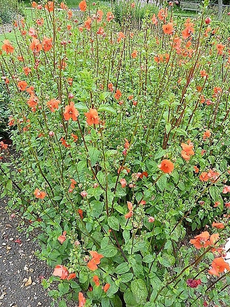 50 SCARLET MASK FLOWER Hummingbird Plant Red Alonsoa Warscewiczii Seeds
