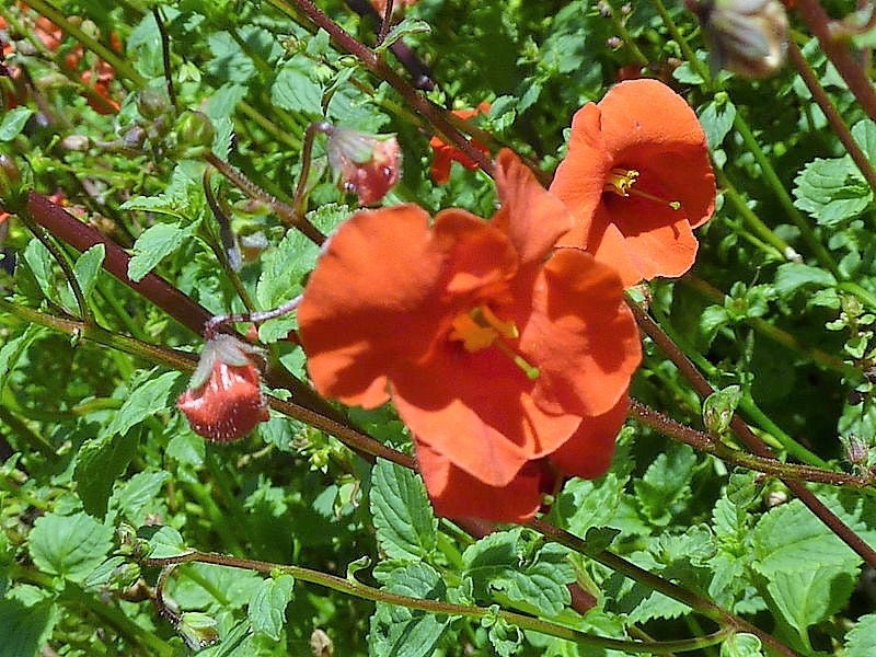 50 SCARLET MASK FLOWER Hummingbird Plant Red Alonsoa Warscewiczii Seeds