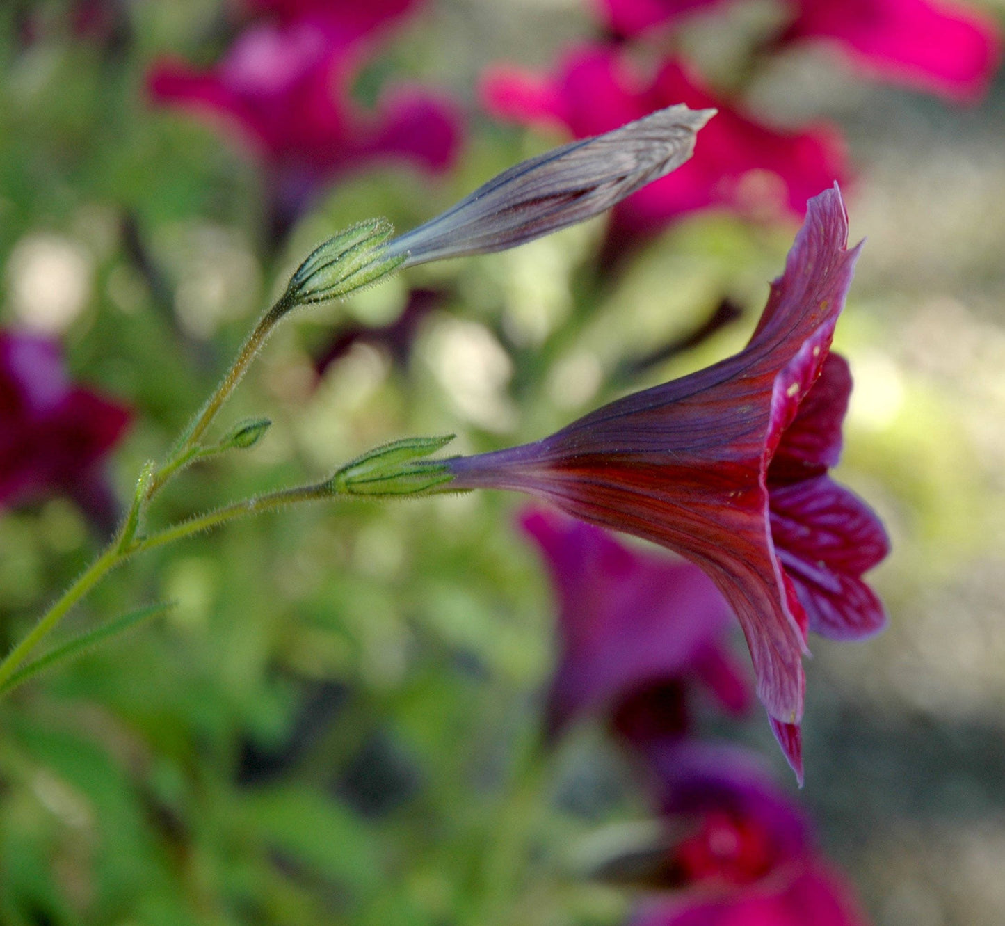 25 Chilean BLACK PAINTED TONGUE Salpiglossis Sinuata Paisley Flower Seeds