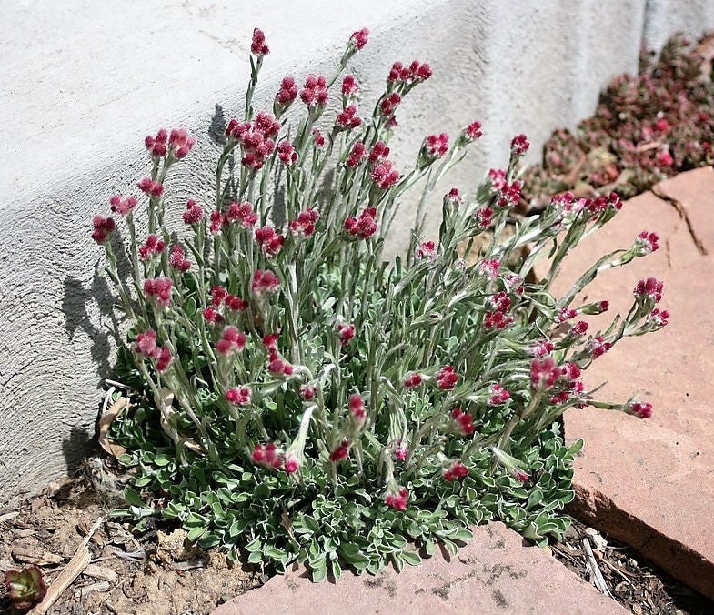 20 RED PUSSYTOES Antennaria Dioica Rubra Everlasting Flower Seeds