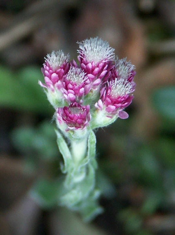 20 RED PUSSYTOES Antennaria Dioica Rubra Everlasting Flower Seeds