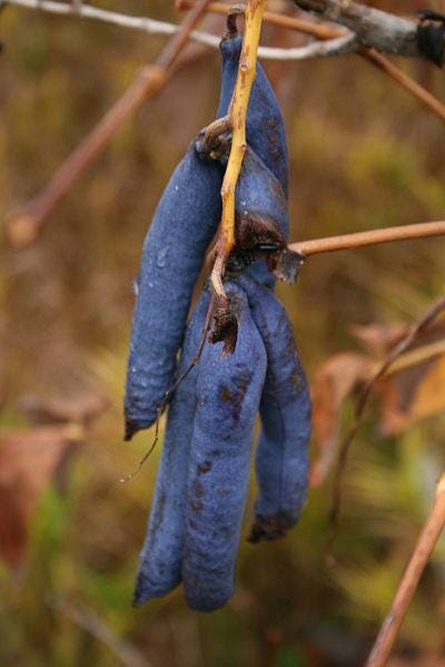 7 BLUE SAUSAGE FRUIT Edible & Ornamental Decaisnea Fargesii Tree Shrub Seeds
