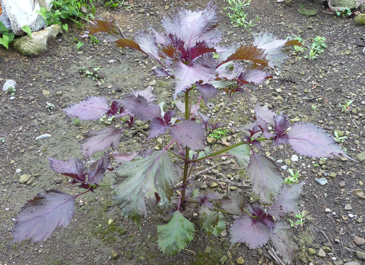 300 PURPLE SHISO aka PERILLA Frutescens Ornamental Herb Seeds Green & Purple