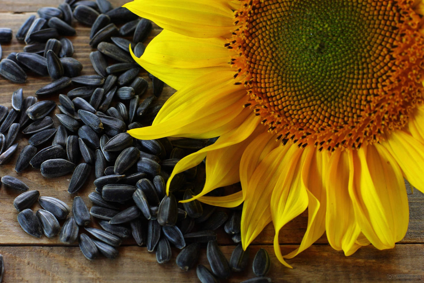 100 BLACK OIL SUNFLOWER Helianthus Annuus Yellow Hummingbird Bird Flower Seeds