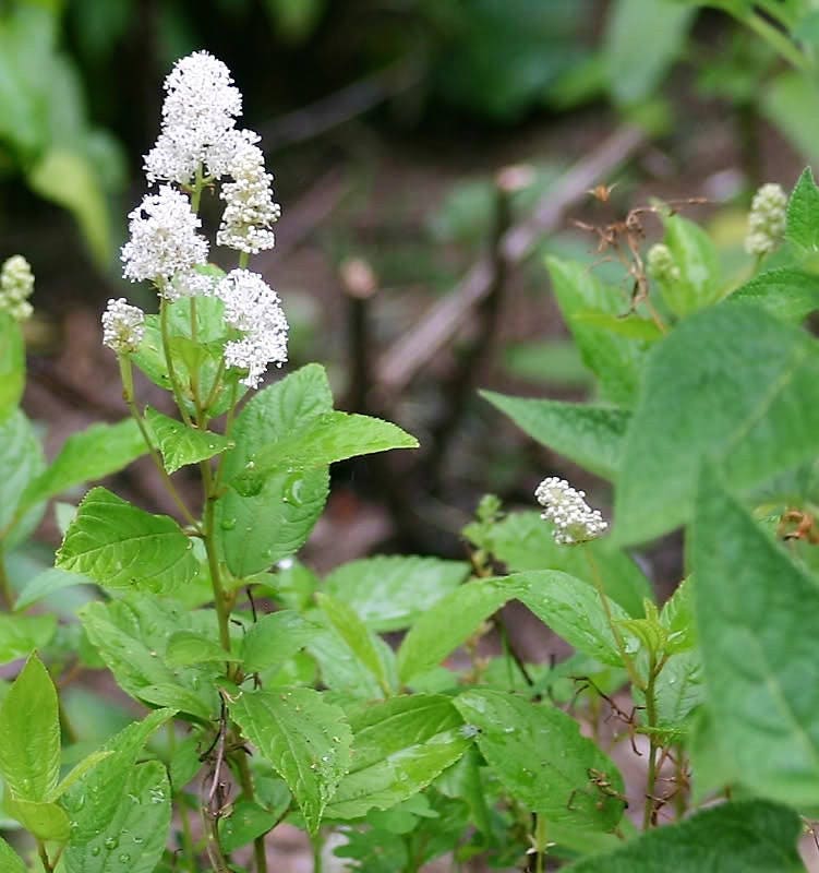 20 White NEW JERSEY TEA Hummingbird Flower Ceanothus Americanus Shrub Seeds