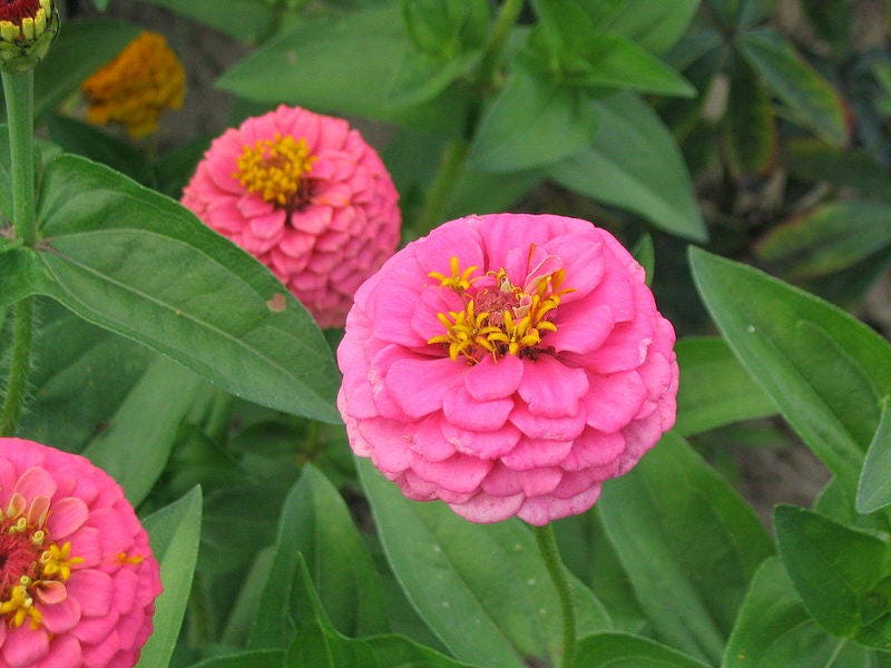 250 EXQUISITE ZINNIA Elegans Changes Color Red - Hot Pink Pale Pink Flower Seeds