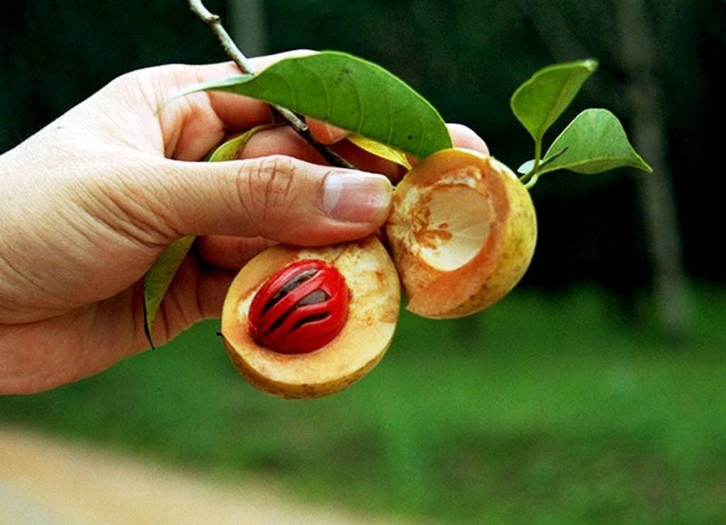 1 NUTMEG TREE Seed Myristica Fragrans Pala MACE Fruit Nut Pumpkin Pie Spice