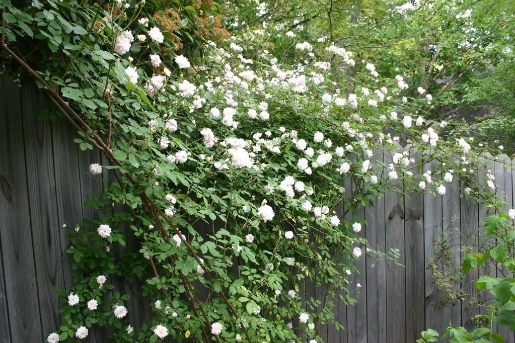 5 WHITE CLIMBING ROSE Rosa Bush Vine Climber Fragrant Butterfly Flower Seeds