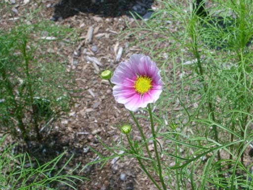 150 DAYDREAM COSMOS Bipinnatus Flower Seeds