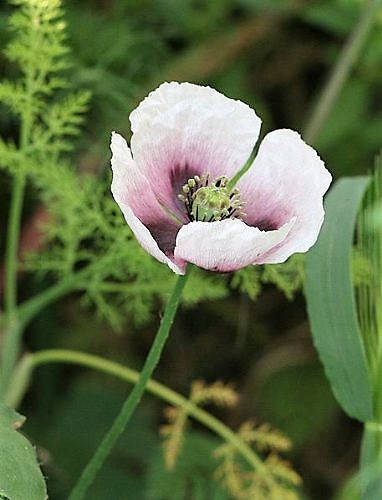 350 TASMANIAN Purple & White POPPY Papaver Somniferum Flower Seeds
