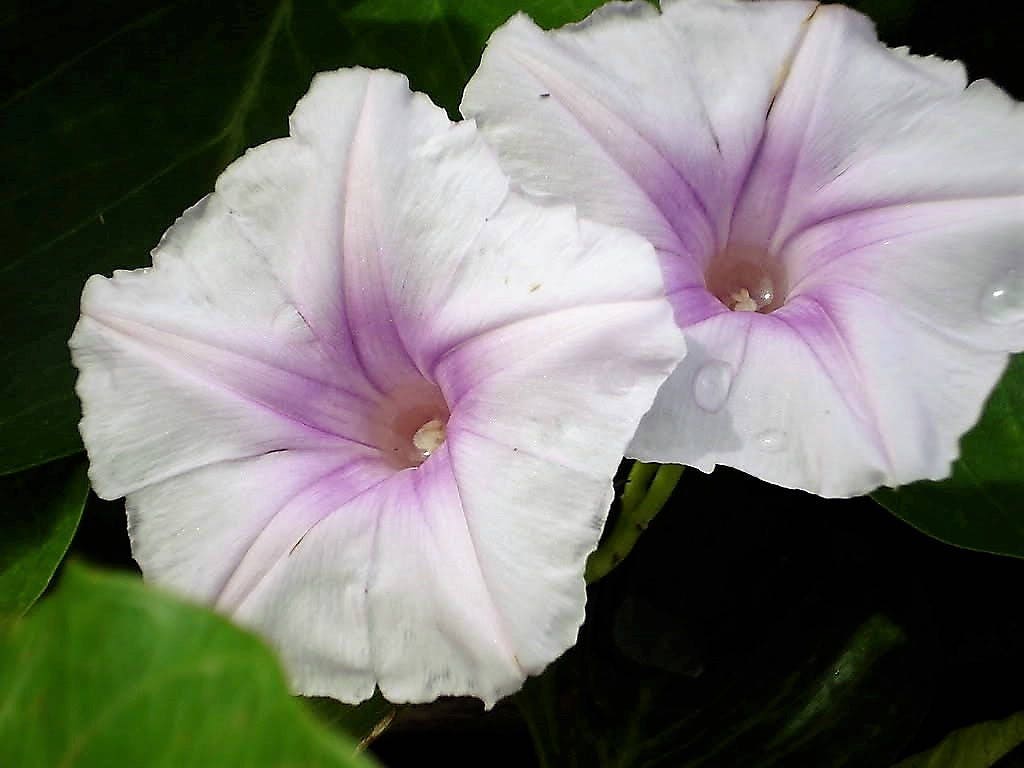 50 Mixed Colors MORNING GLORY Ipomoea Purpurea Vine Flower Seeds