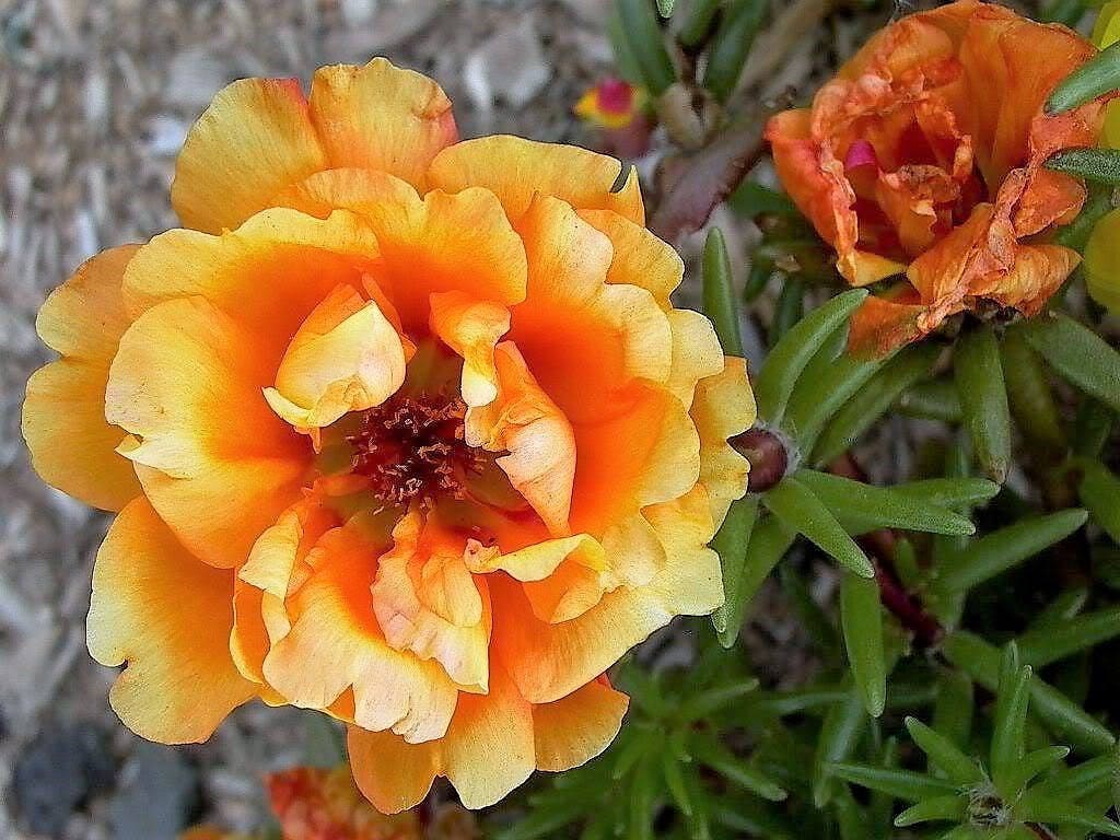 100 Orange PORTULACA MOSS ROSE Portulaca Grandiflora Succulent Flower Seeds
