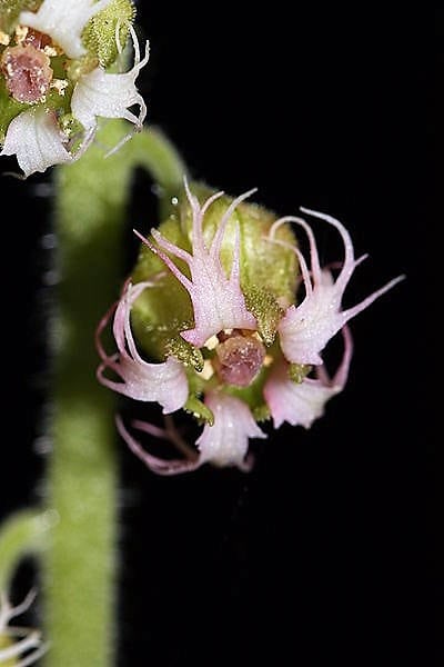 25 FRINGECUP Tellima Grandiflora Odorata Bigflower Fringe Cup Pink Flower Seeds