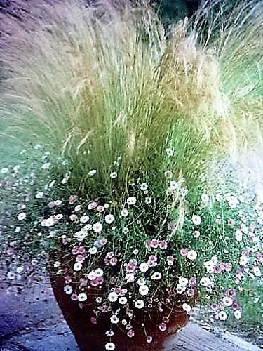 25 MEXICAN FEATHER GRASS Pony Tails Ornamental Stipa Tenuissima Seeds Wind Whisp