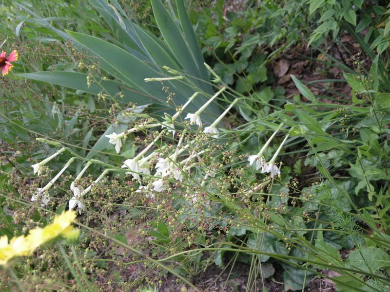 100 WHITE NICOTIANA Flowering TOBACCO Nicotiana Alata Seeds