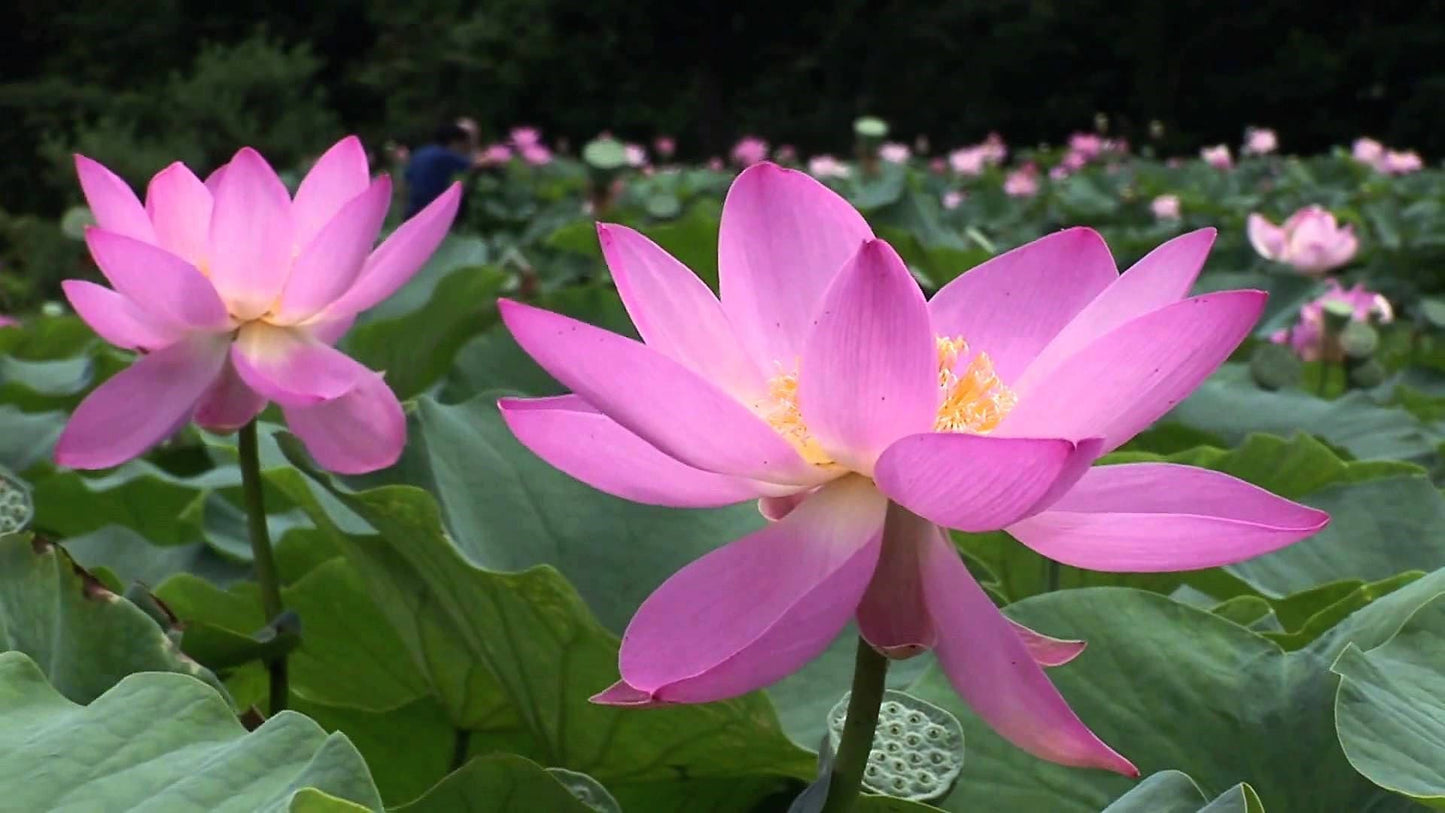 3 Organic Mixed Colors LOTUS Nelumbo Nucifera Pond Water Lily Lilypad Blue Red Flower Large Seeds