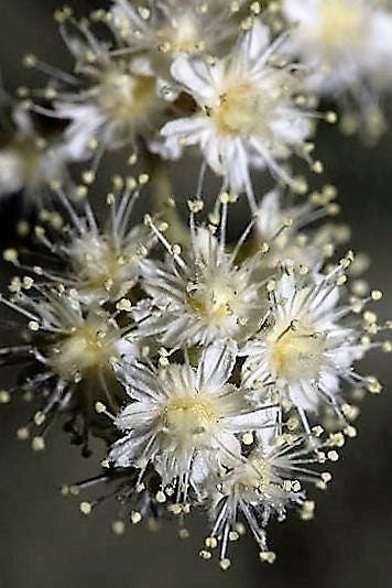 100 White OCEANSPRAY Shrub Creambush Mountain Spray Holodiscus Flower Seeds