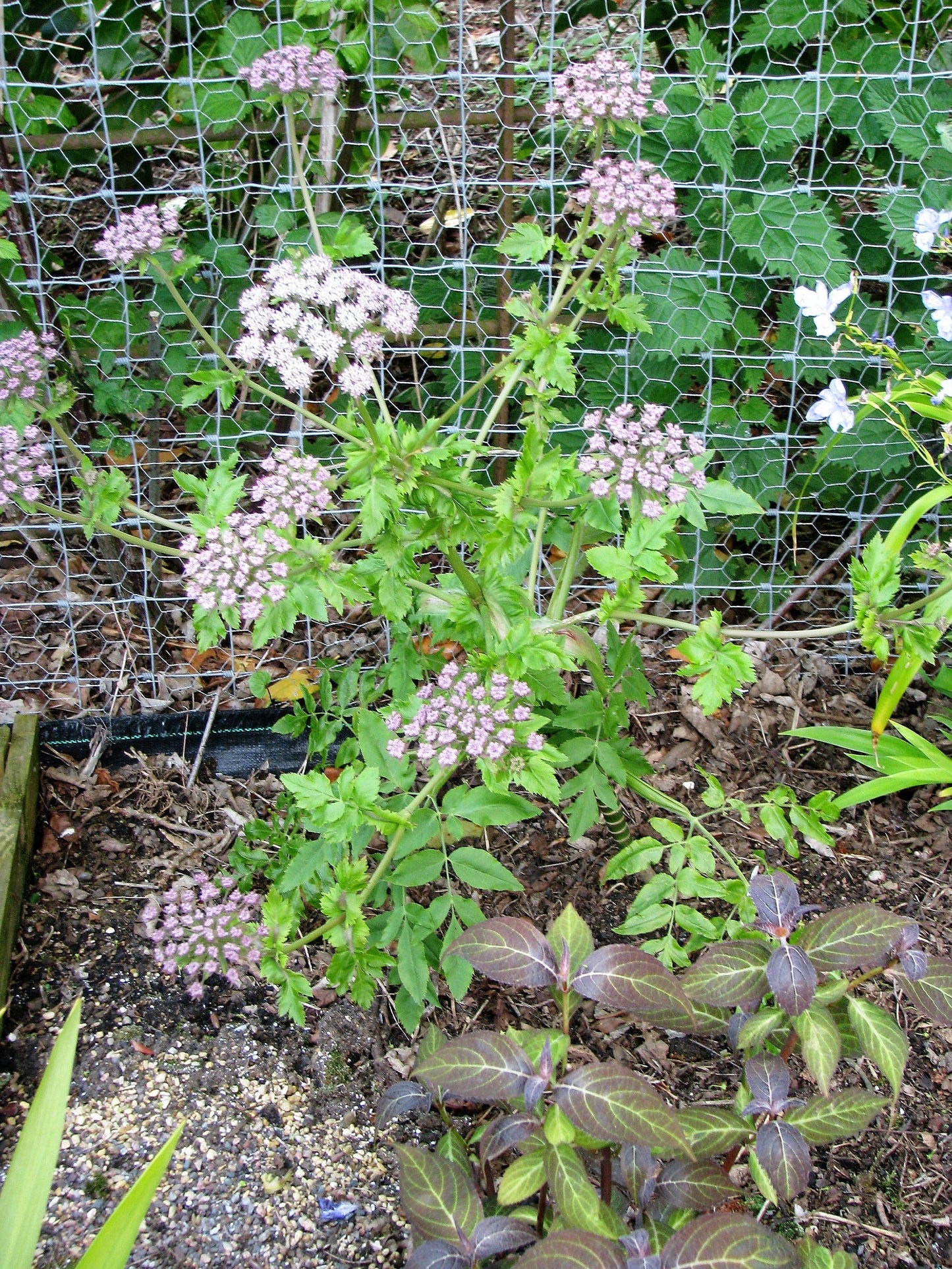 10 Madeira GIANT BLACK PARSLEY Parsnip Palm Melanoselinum Decipiens Flower Seeds