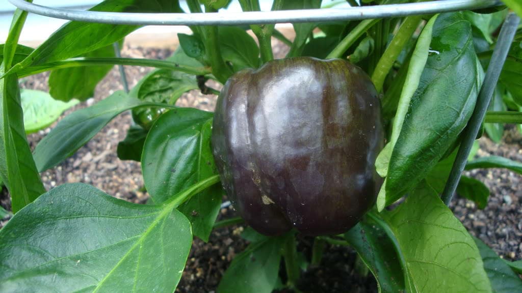 30 CHOCOLATE BEAUTY Bell PEPPER Sweet Brown Capsicum Annuum Vegetable Seeds
