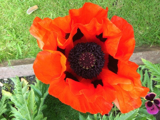 100 RED TURKISH POPPY Heirloom Papaver Somniferum Flower Seeds