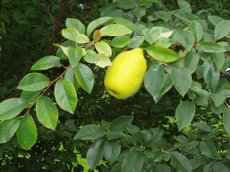 20 Chinese QUINCE FRUIT TREE Chaenomeles Sinensis Fruit Flower Seeds Thornless