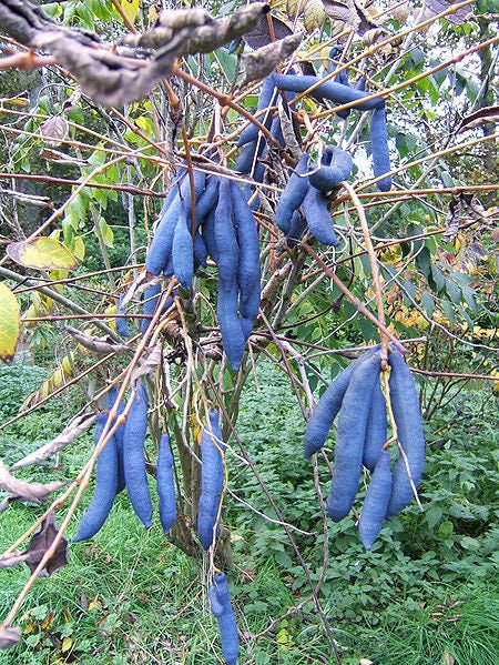 7 BLUE SAUSAGE FRUIT Edible & Ornamental Decaisnea Fargesii Tree Shrub Seeds