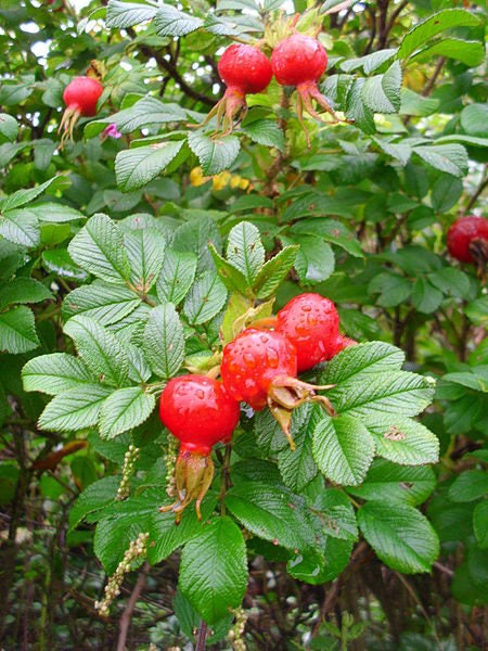 15 Pink WOOD'S ROSE Bush Mountain Rose Rosa Woodsii Fragrant Flower Seeds