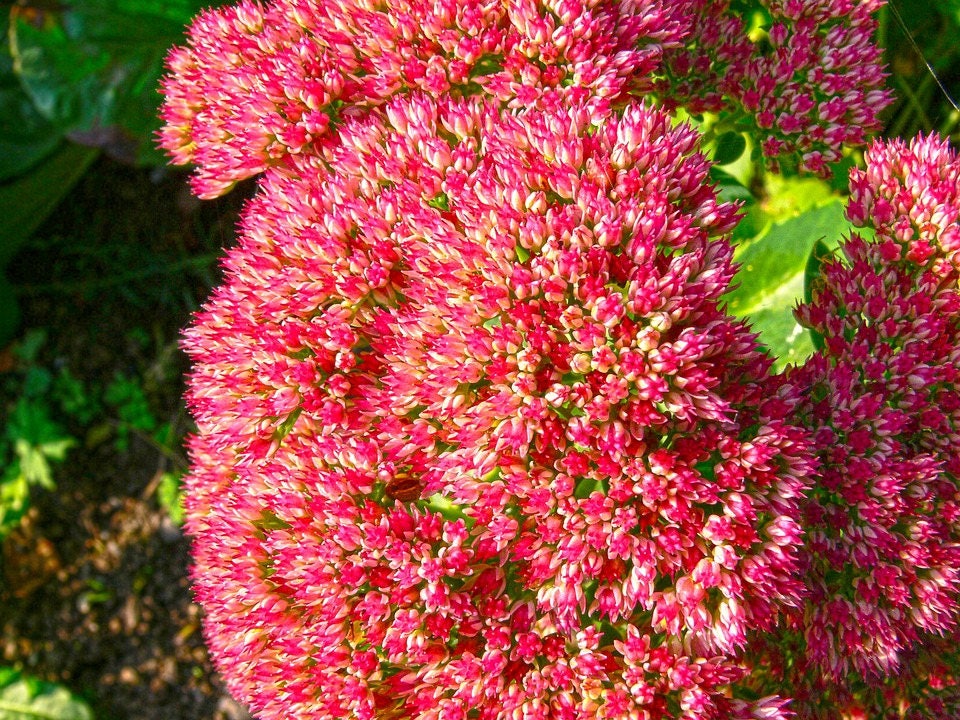 10 EMPEROR'S WAVE SEDUM Red Upright Telephium Succulent Flower Rock Garden Seeds