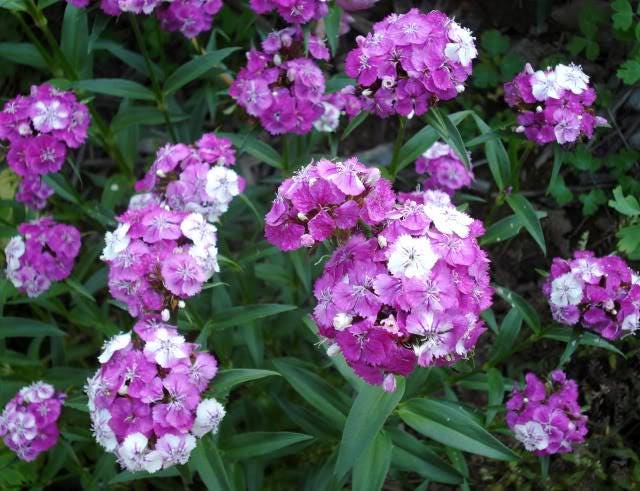100 WEE Willie Dwarf SWEET WILLIAM Mixed Colors Dianthus Barbatus Flower Seeds