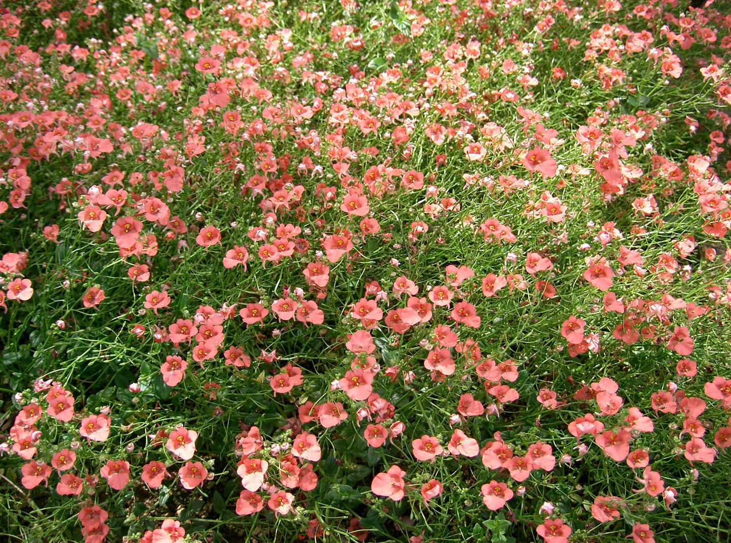 100 PINK QUEEN TWINSPUR Diascia Barberae Flower Seeds Evergreen Houseplant