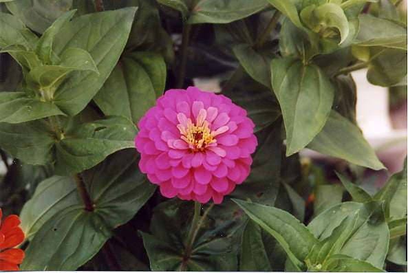 250 EXQUISITE ZINNIA Elegans Changes Color Red - Hot Pink Pale Pink Flower Seeds