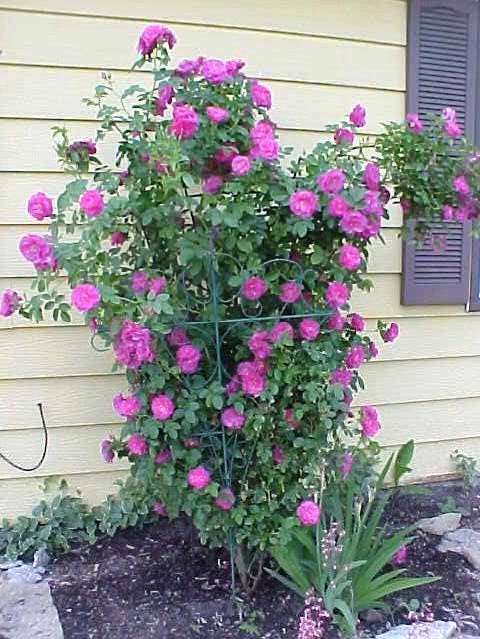 5 PURPLE CLIMBING ROSE Rosa Bush Vine Climber Fragrant Butterfly Flower Seeds
