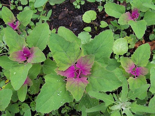 100 GIANT GOOSEFOOT Chenopodium Giganteum Purple Magenta Spreen Vegetable Seeds
