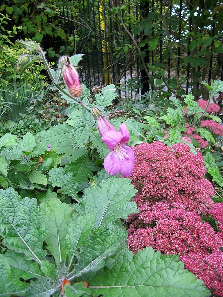 10 MIXED DRAGONSNAP VINE Asarina Scandens Climbing Snapdragon Pink Blue Red White Flower Seeds