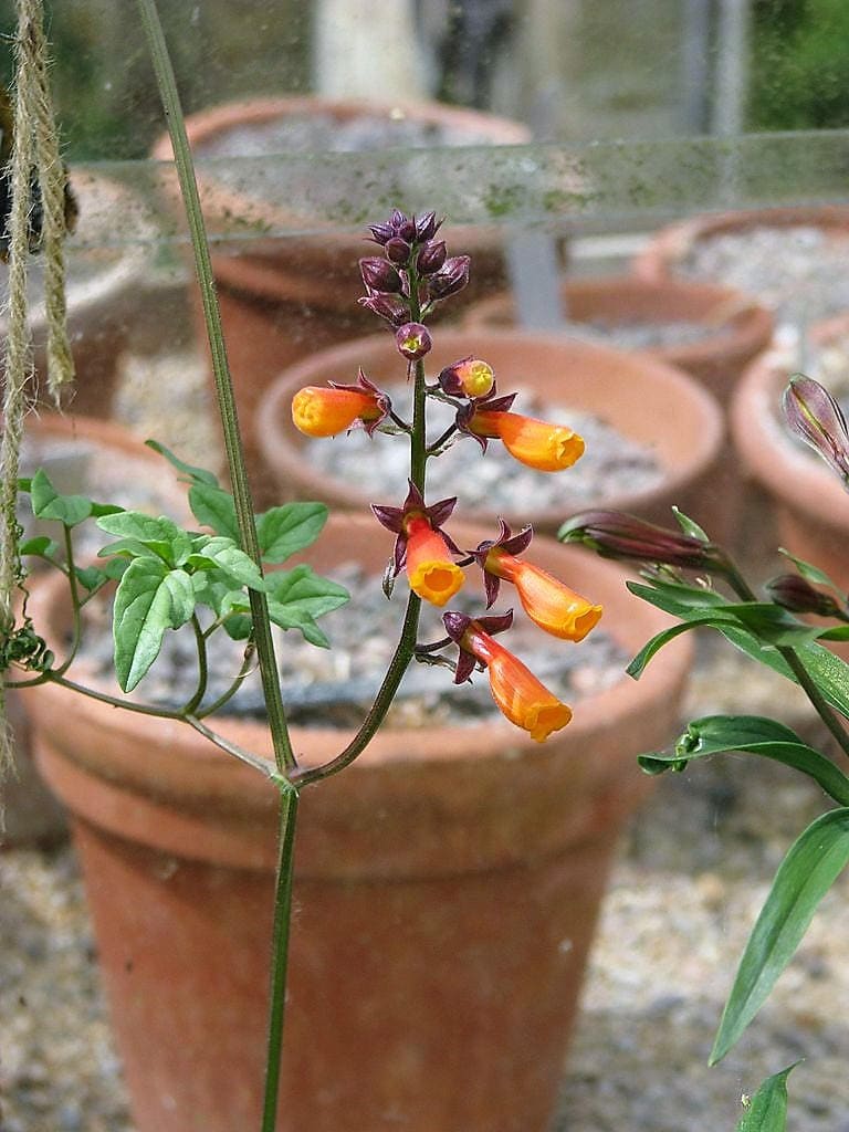 50 MIXED GLORY VINE Eccremocarpus Scaber Chilean Glory Vine Red Pink Orange Yellow Flower Seeds