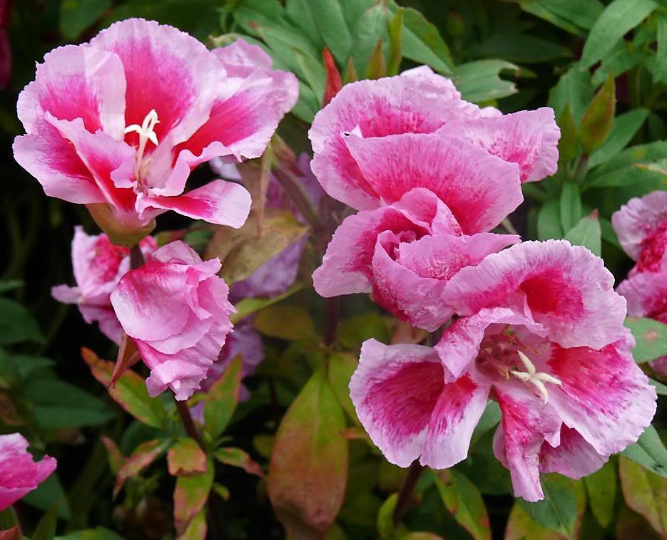 500 DOUBLE DEUCES GODETIA Grandiflora Clarkia Amoena Mixed Colors & Bicolor Flower Seeds