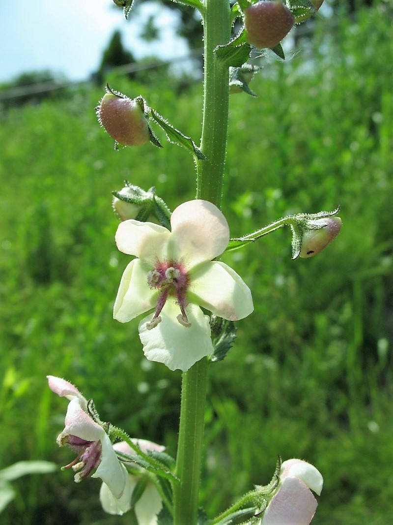 100 WHITE BLUSH VERBASCUM Blattaria Albiflorum Moth Mullein Flower Seeds