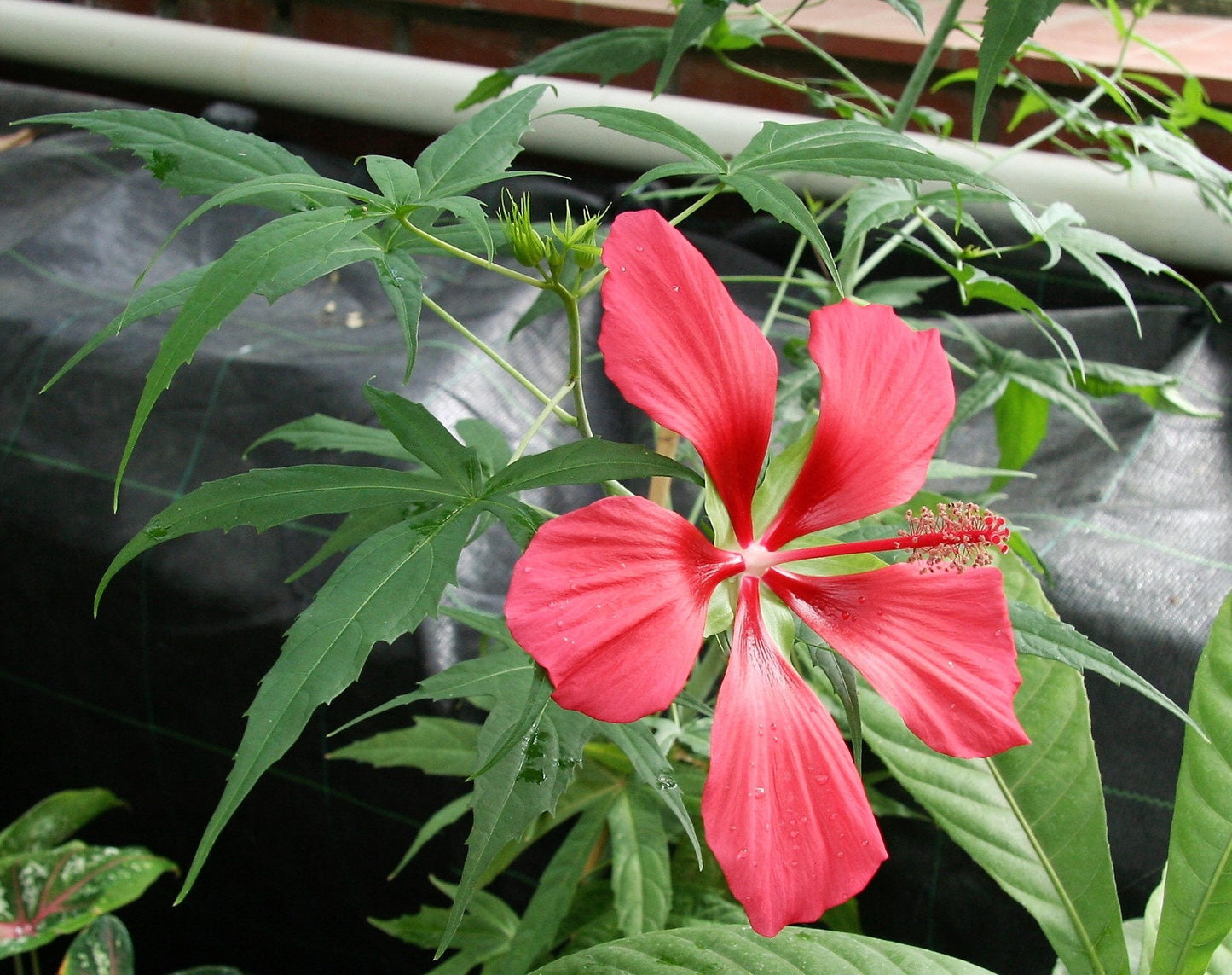 10 Red TEXAS STAR HIBISCUS Coccineus Scarlet Rosemallow Flower Seeds