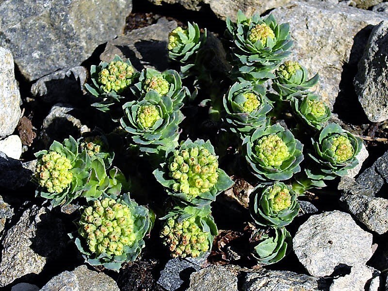 25 ROSEROOT STONECROP Golden Rose Root Sedum Rhodiola Rosea Yellow Succulent Flower Seeds