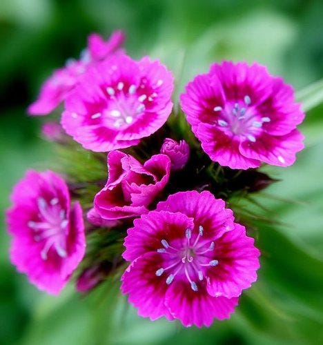 500 MIXED Colors SWEET WILLIAM Dianthus Barbatus Color Mix Red White Pink Bicolor Flower Seeds