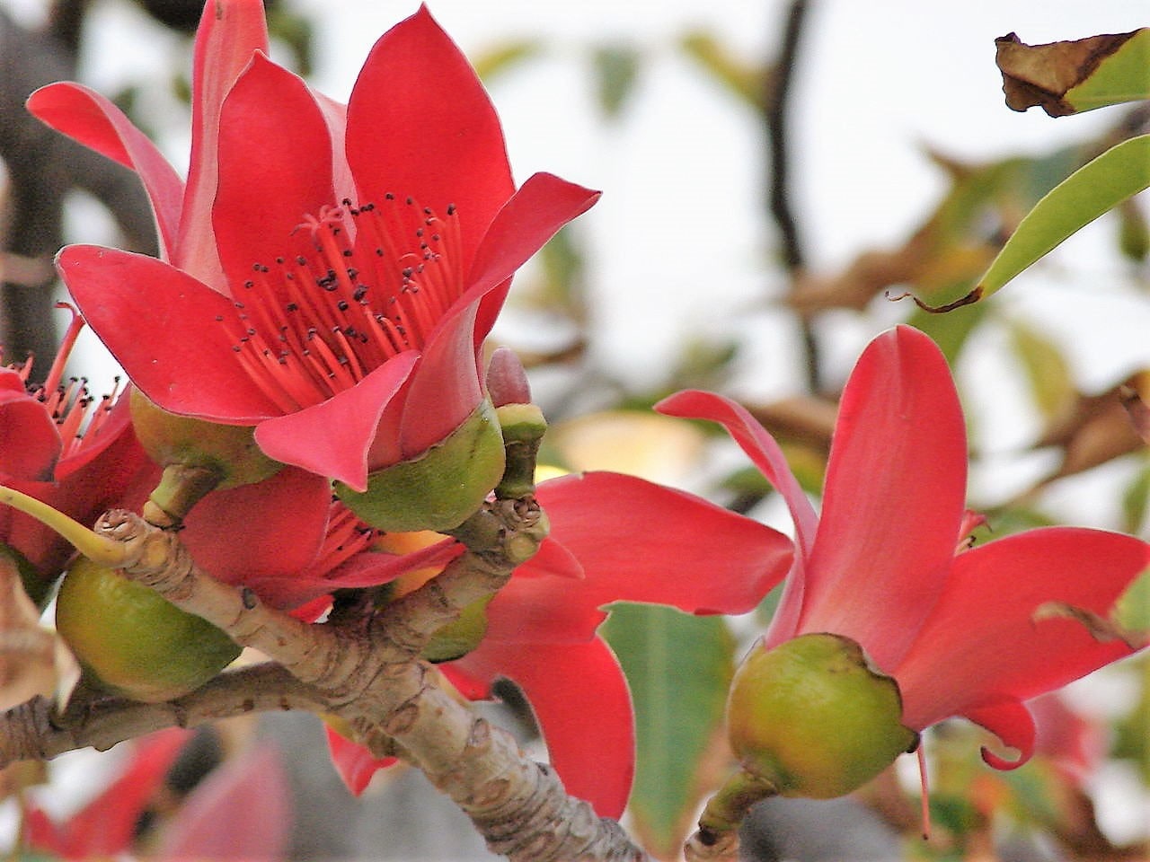 10 RED SILK COTTON Tree Bombax Ceiba Kapok Tropical Flower Seeds