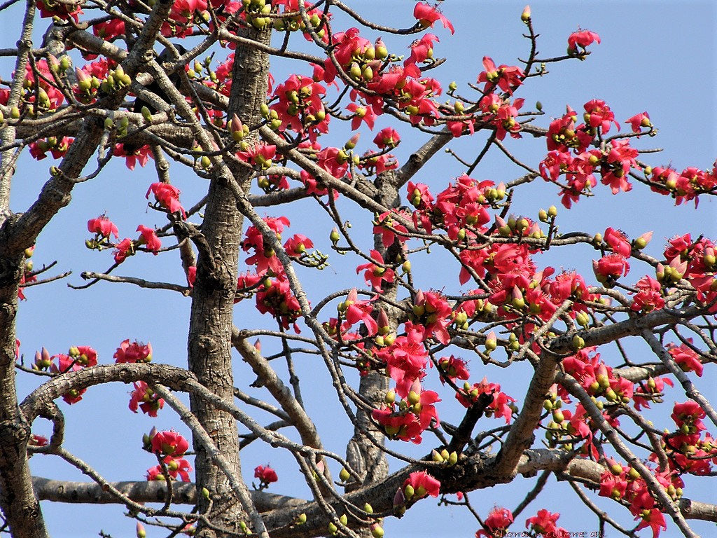 10 RED SILK COTTON Tree Bombax Ceiba Kapok Tropical Flower Seeds