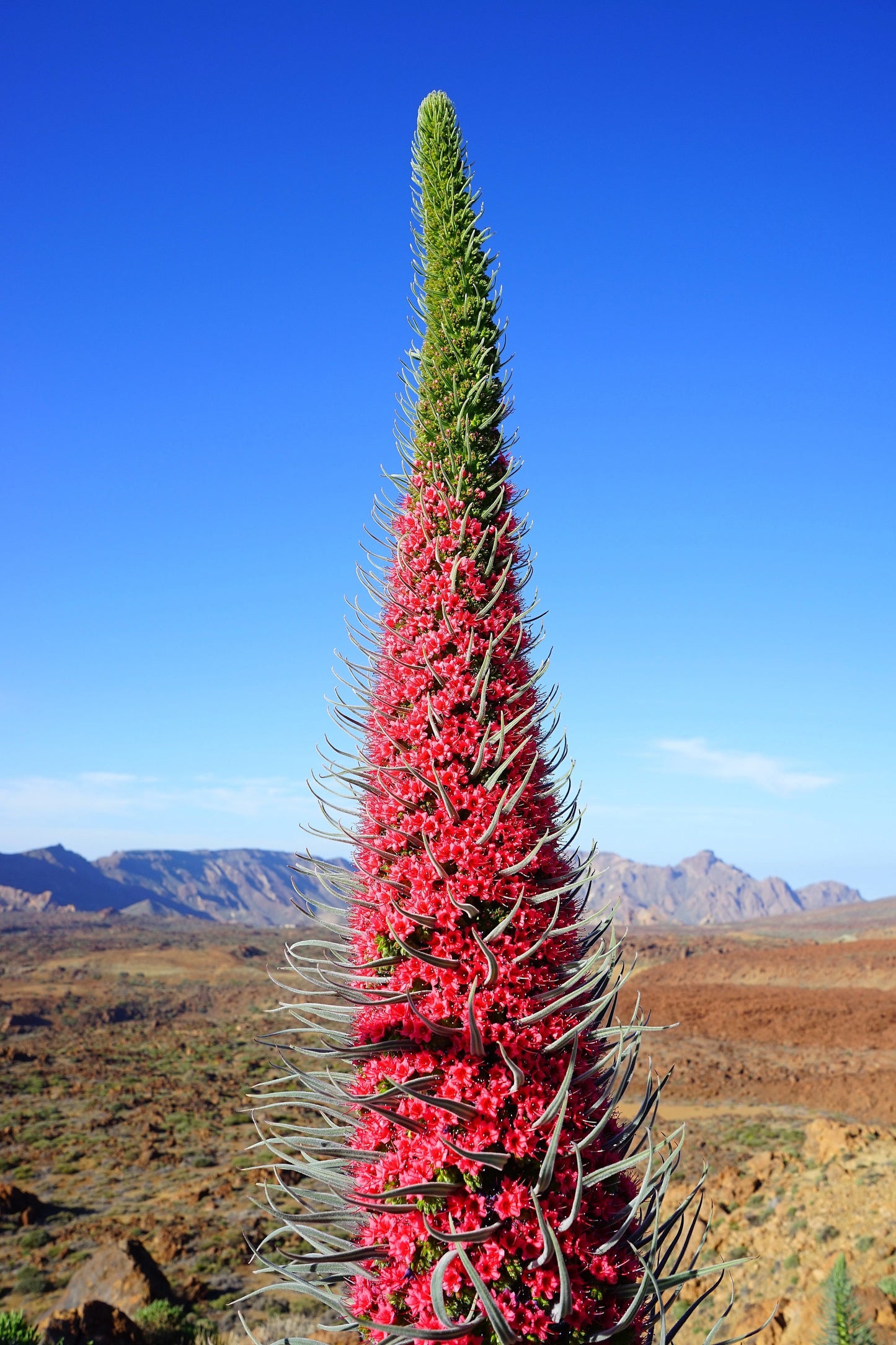 25 TOWER OF JEWELS Red Bugloss Echium Wildpretii Ruby Hummingbird Flower Seeds