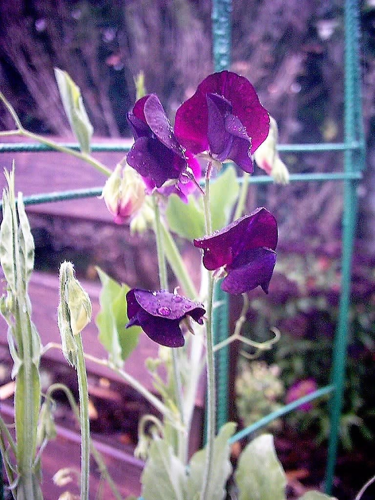 20 Royal MAROON SWEET PEA Lathyrus Odoratus Vine Dark Red Fragrant Flower Seeds